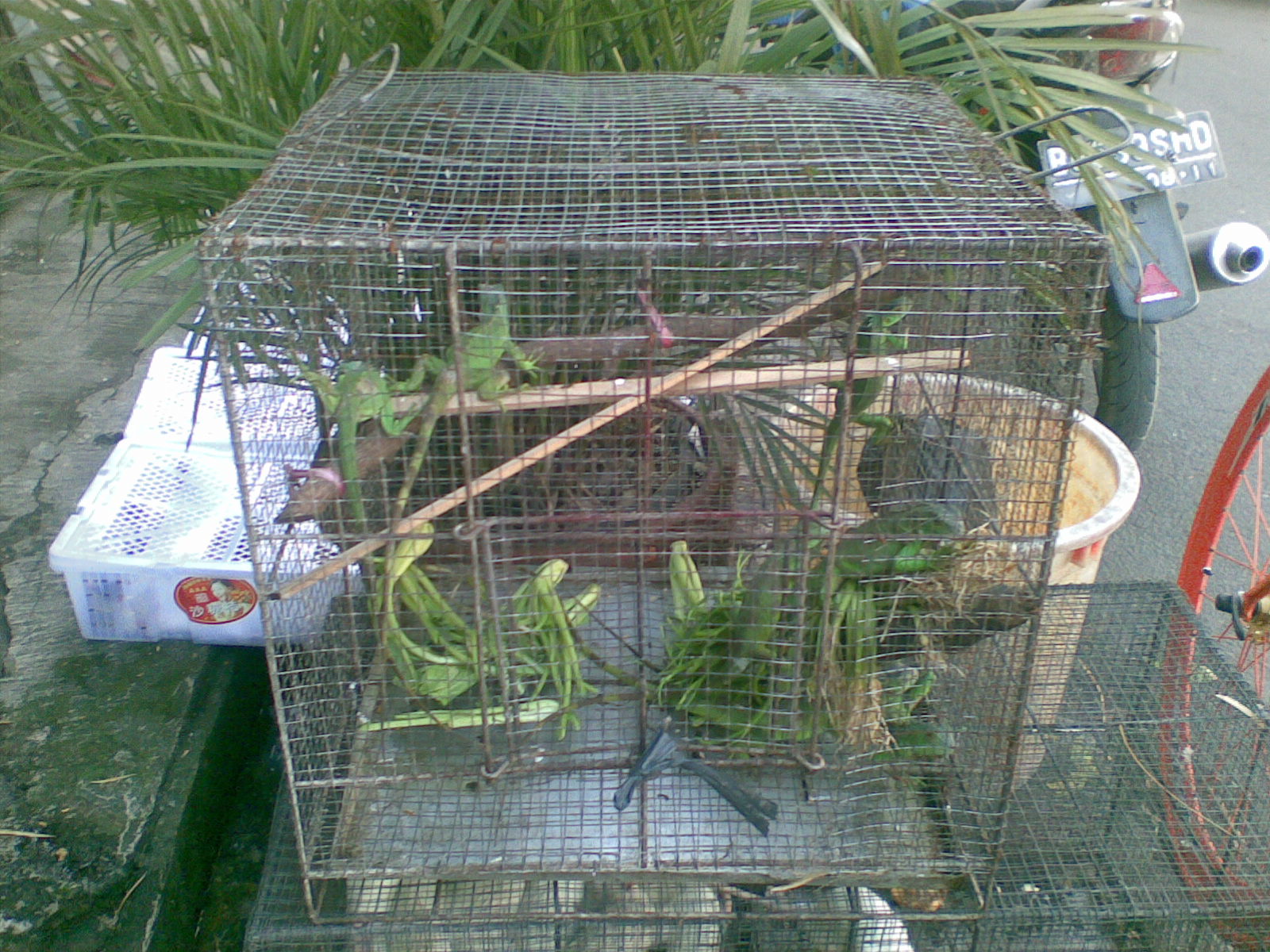 iguana papua